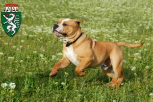 Read more about the article Continental Bulldog breeders and puppies in Styria