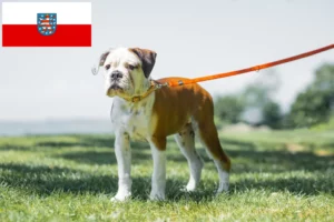 Read more about the article Continental Bulldog breeders and puppies in Thuringia