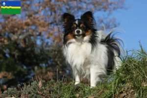 Read more about the article Continental Dwarf Spaniel breeder and puppies in Flevoland