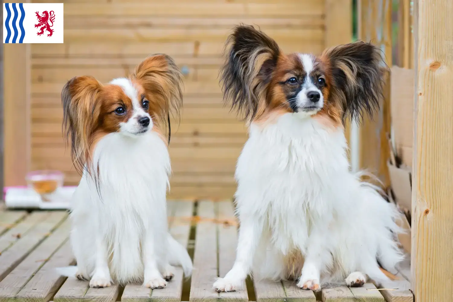 Continental Miniature Spaniel puppies and breeder Nouvelle-Aquitaine Find here Continental Dwarf Spaniels breeders in Nouvelle-Aquitaine.