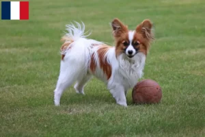 Read more about the article Continental Dwarf Spaniel breeder and puppies in Guadeloupe