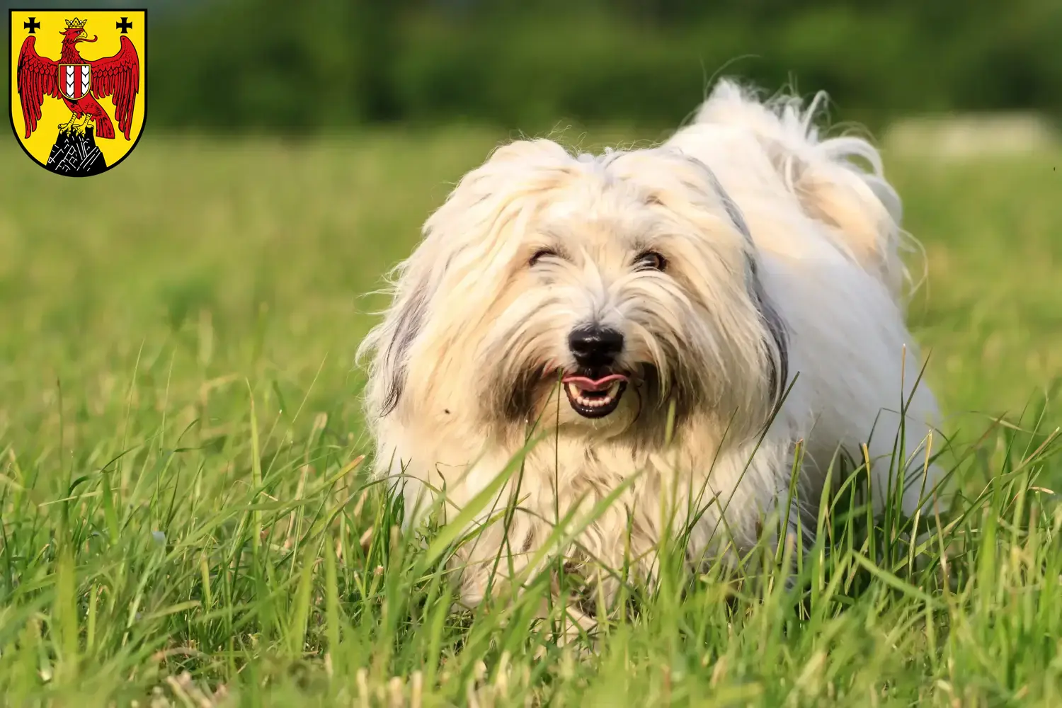 Read more about the article Coton de Tuléar breeders and puppies in Burgenland