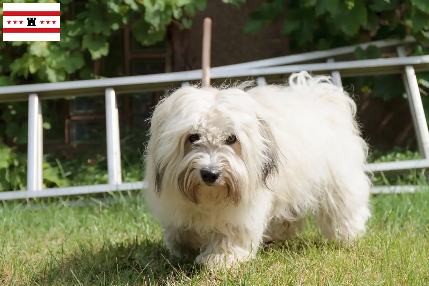 Coton de Tuléar puppies and breeders Drenthe Find Coton de Tuléars breeders in Drenthe.