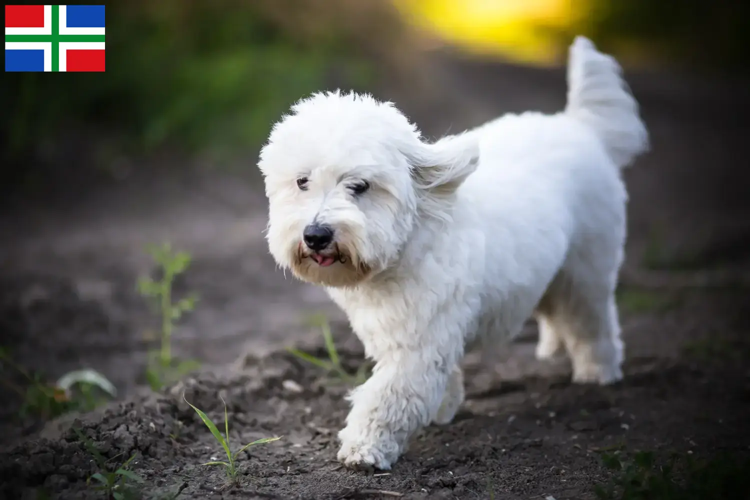 Read more about the article Coton de Tuléar breeders and puppies in Groningen