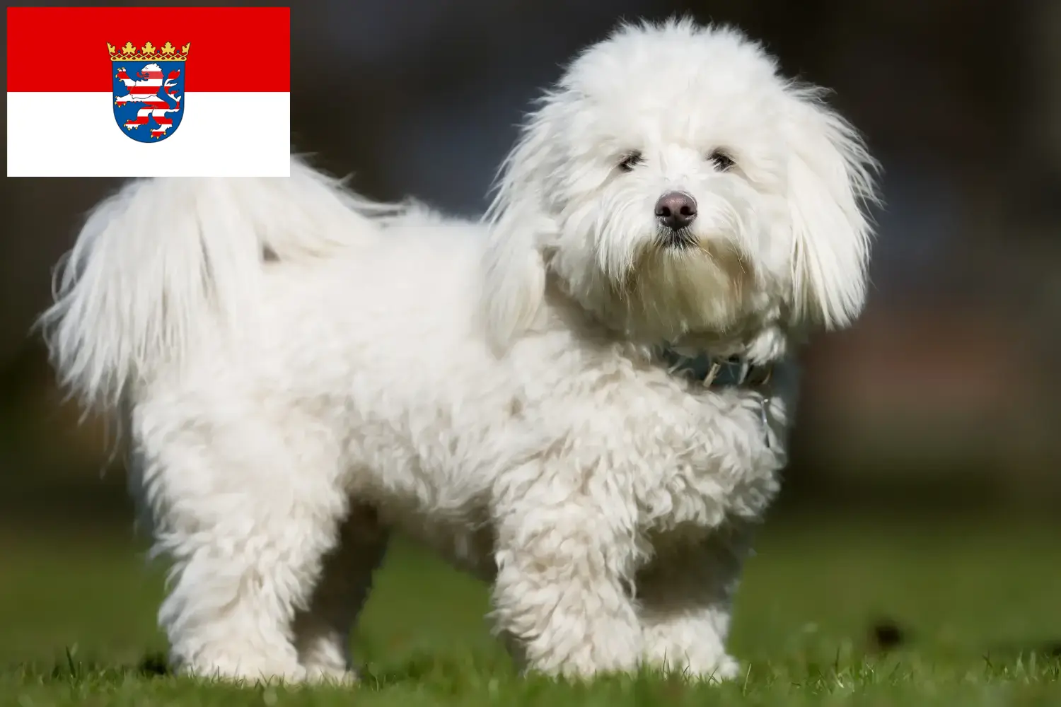 Coton de Tuléar puppies and breeders Hessen Here you will find Coton de Tuléars breeders in Hessen.