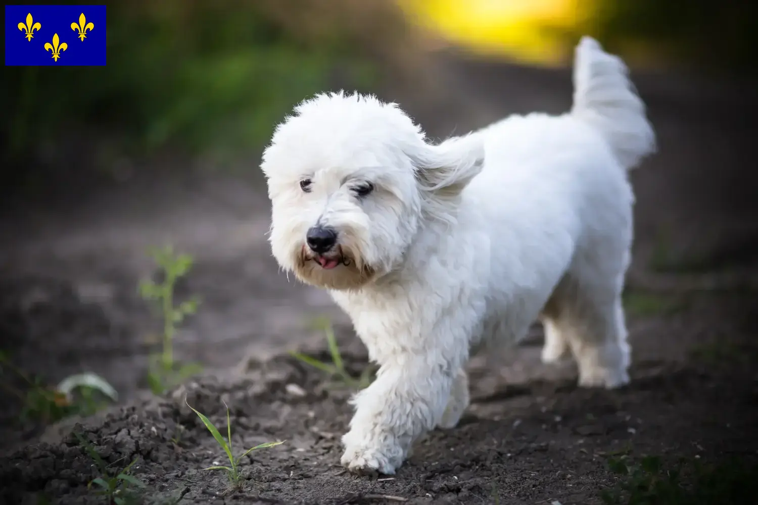 Coton de Tuléar puppies and breeders Île-de-France Find Coton de Tuléars breeders in Île-de-France.