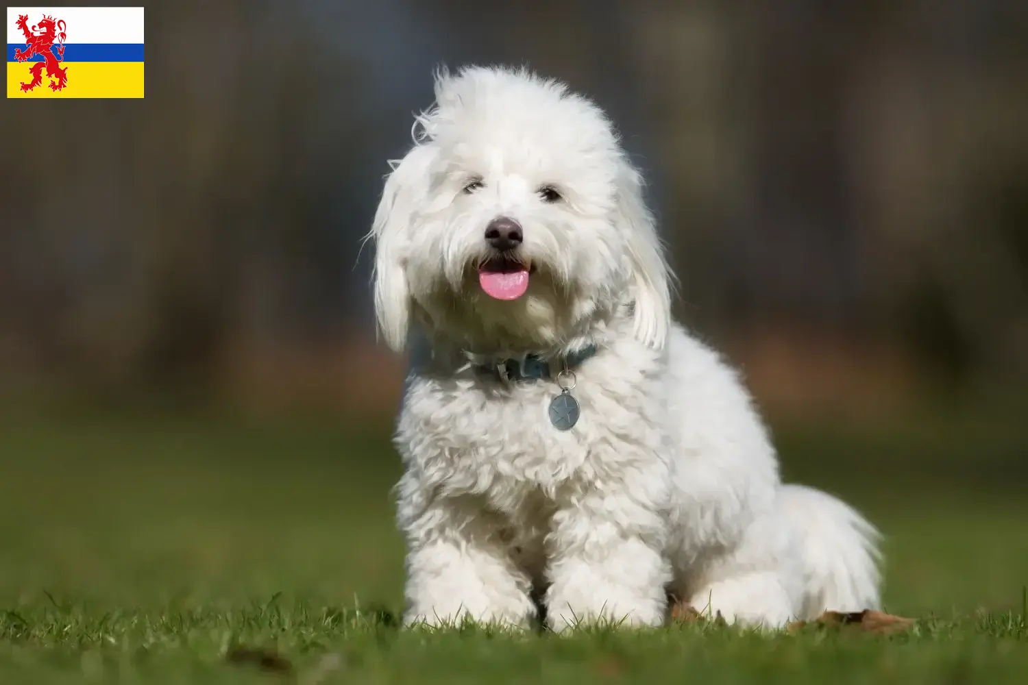 Coton de Tuléar puppies and breeders Limburg Find Coton de Tuléars breeders in Limburg.