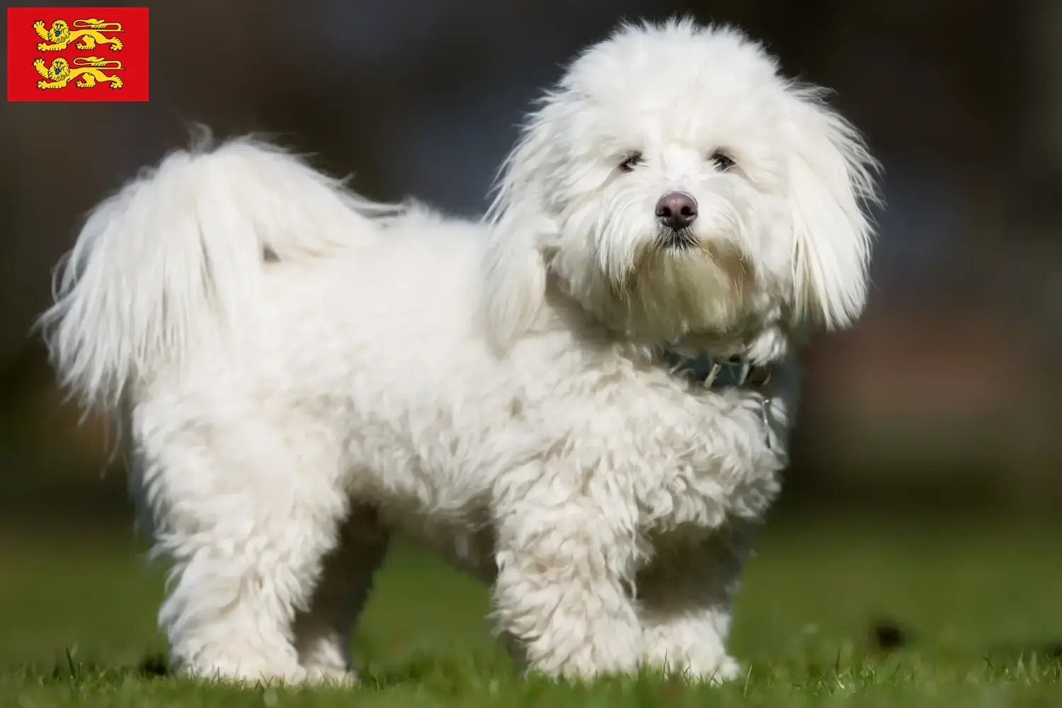 Read more about the article Coton de Tuléar breeders and puppies in Normandy