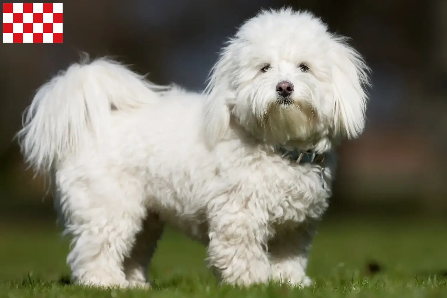 Coton de Tuléar puppies and breeders North Brabant Find Coton de Tuléars breeders in North Brabant.