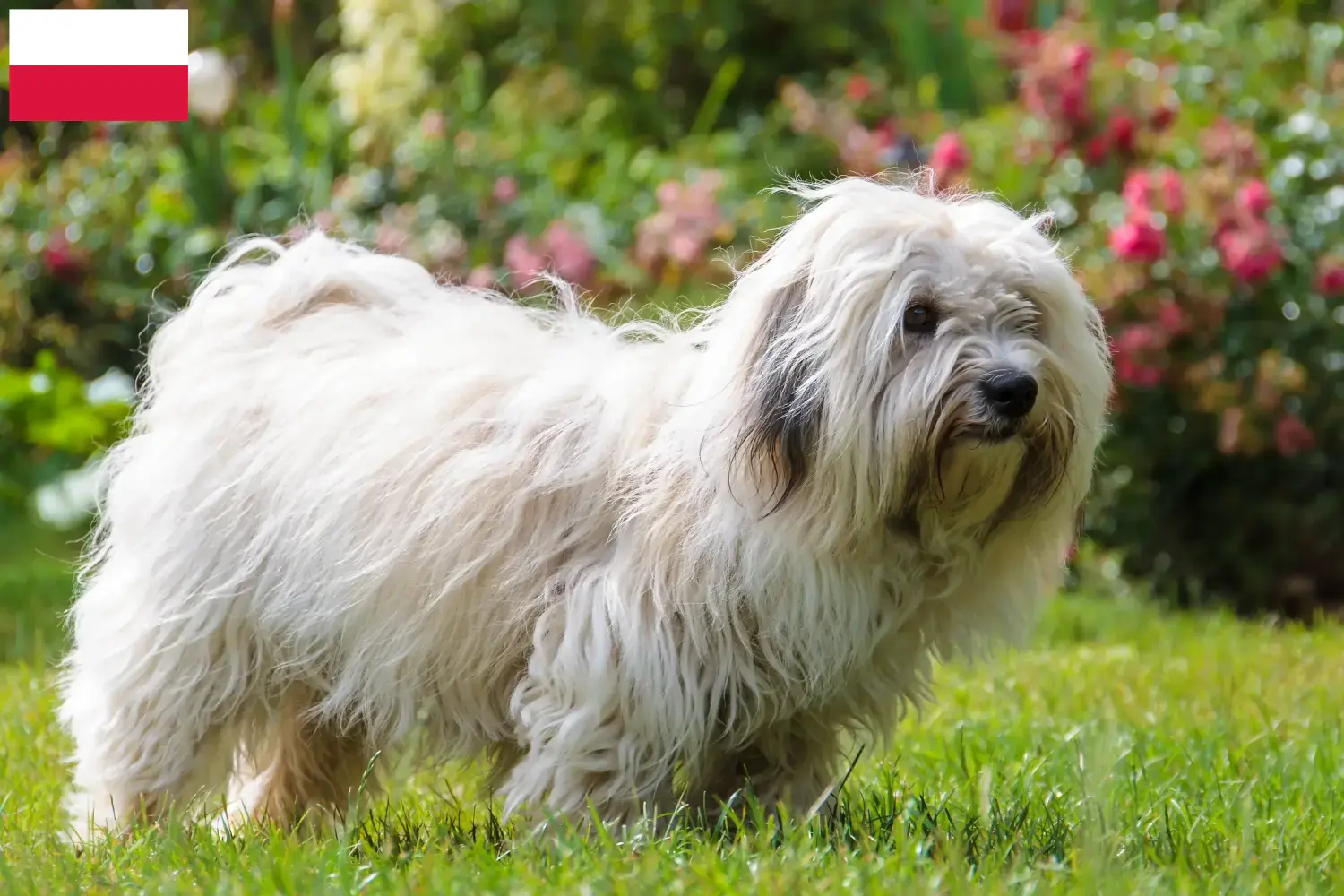 Coton de Tuléar puppies and breeders Poland Here you can find Coton de Tuléars breeders in Poland.
