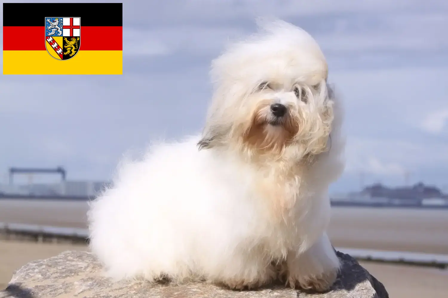Coton de Tuléar puppies and breeders Saarland Here you can find Coton de Tuléars breeders im Saarland.