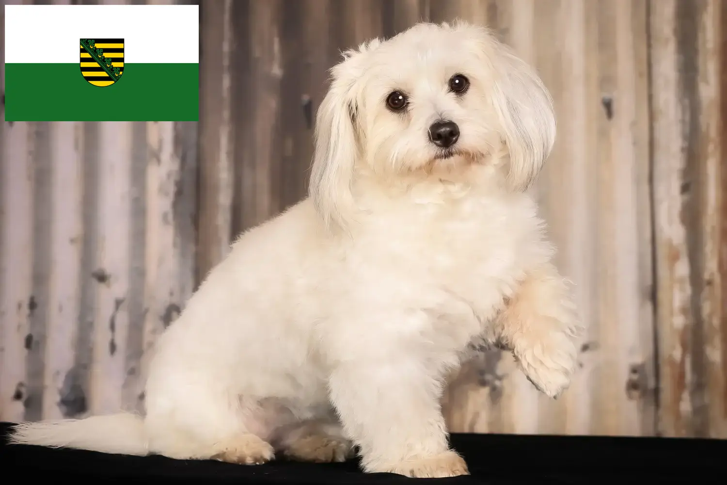 Coton de Tuléar puppies and breeders Saxony Here you will find Coton de Tuléars breeders in Saxony.