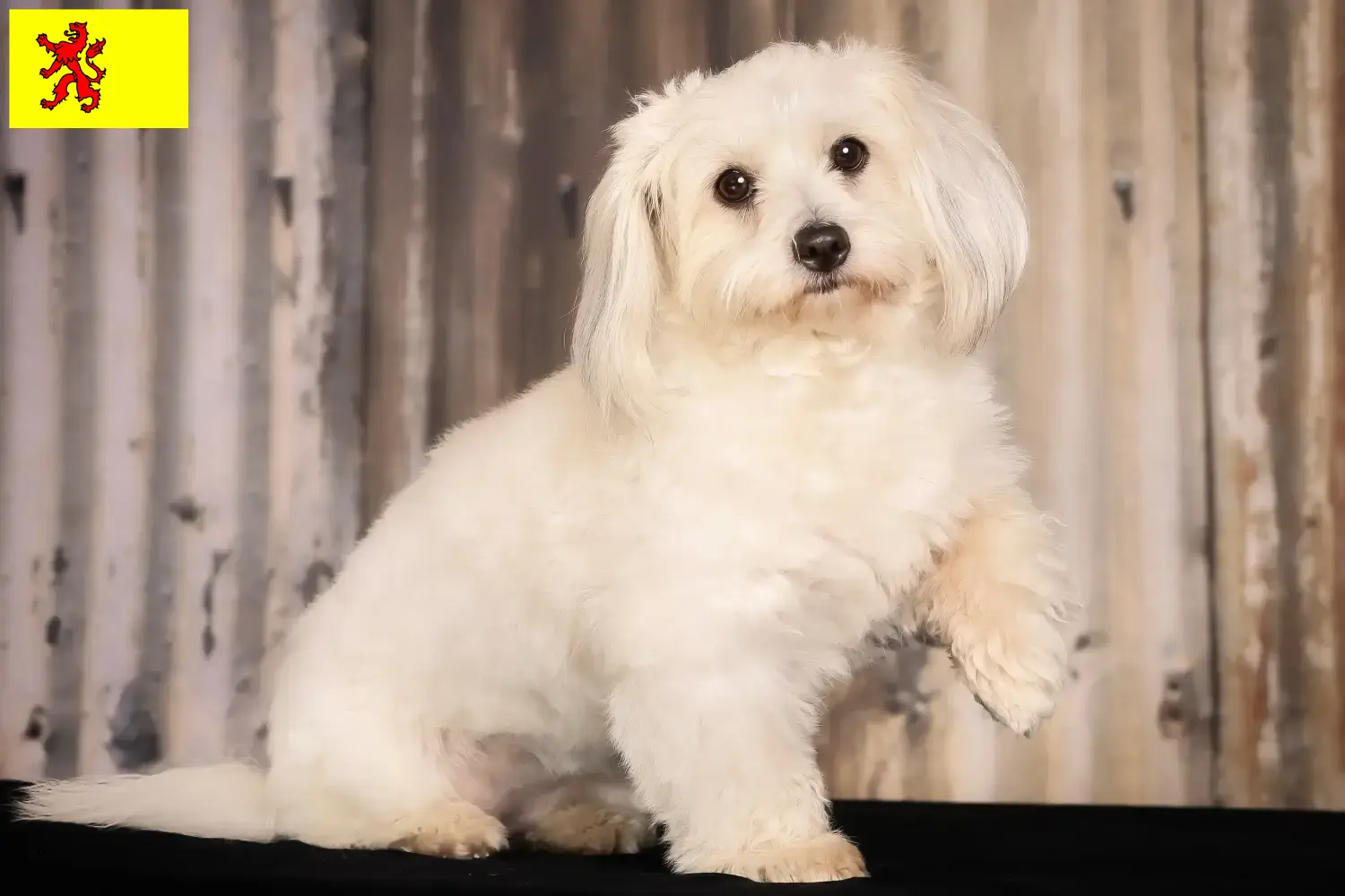 Coton de Tuléar puppies and breeders South Holland Find Coton de Tuléars breeders in South Holland.