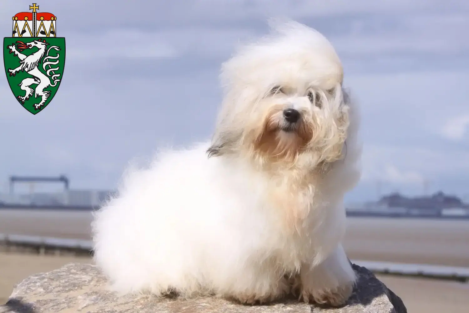 Read more about the article Coton de Tuléar breeders and puppies in Styria