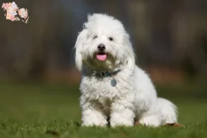 Read more about the article Coton de Tuléar breeders and puppies in Syddanmark