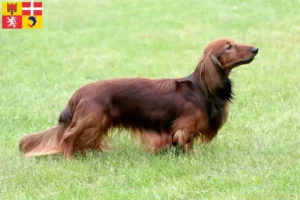 Read more about the article Dachshund breeders and puppies in Auvergne-Rhône-Alpes