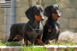 Read more about the article Dachshund breeders and puppies in Brittany