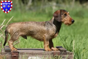 Read more about the article Dachshund breeders and puppies in Centre-Val de Loire