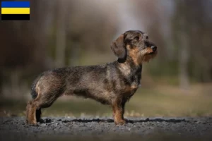 Read more about the article Dachshund breeders and puppies in Gelderland