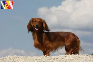 Read more about the article Dachshund breeders and puppies in Grand Est
