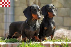 Read more about the article Dachshund breeders and puppies in North Brabant