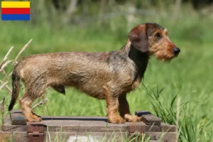 Read more about the article Dachshund breeders and puppies in North Holland