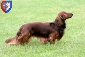 Read more about the article Dachshund breeders and puppies in Pays de la Loire