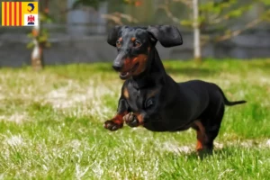 Read more about the article Dachshund breeders and puppies in Provence-Alpes-Côte d’Azur