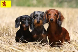 Read more about the article Dachshund breeders and puppies in South Holland