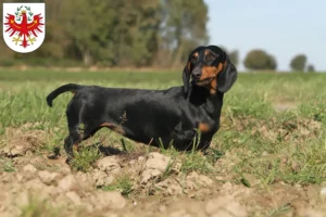 Read more about the article Dachshund breeders and puppies in Tyrol