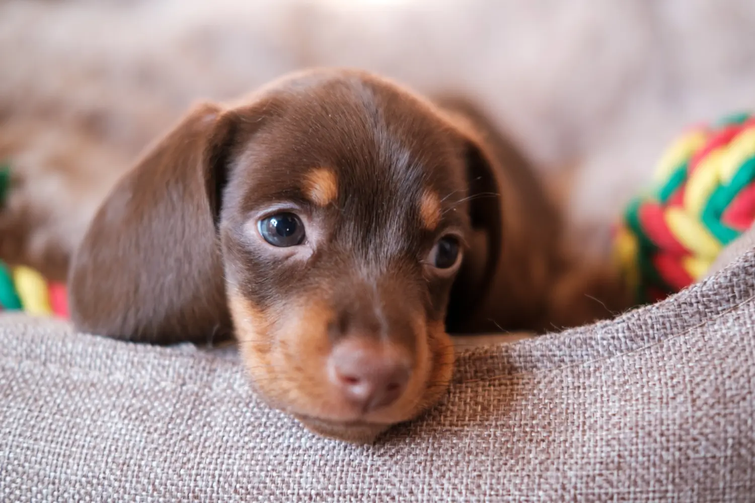 Buying a Dachshund puppy means taking responsibility! Buy dachshund puppies.