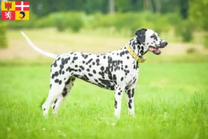 Read more about the article Dalmatian breeders and puppies in Auvergne-Rhône-Alpes