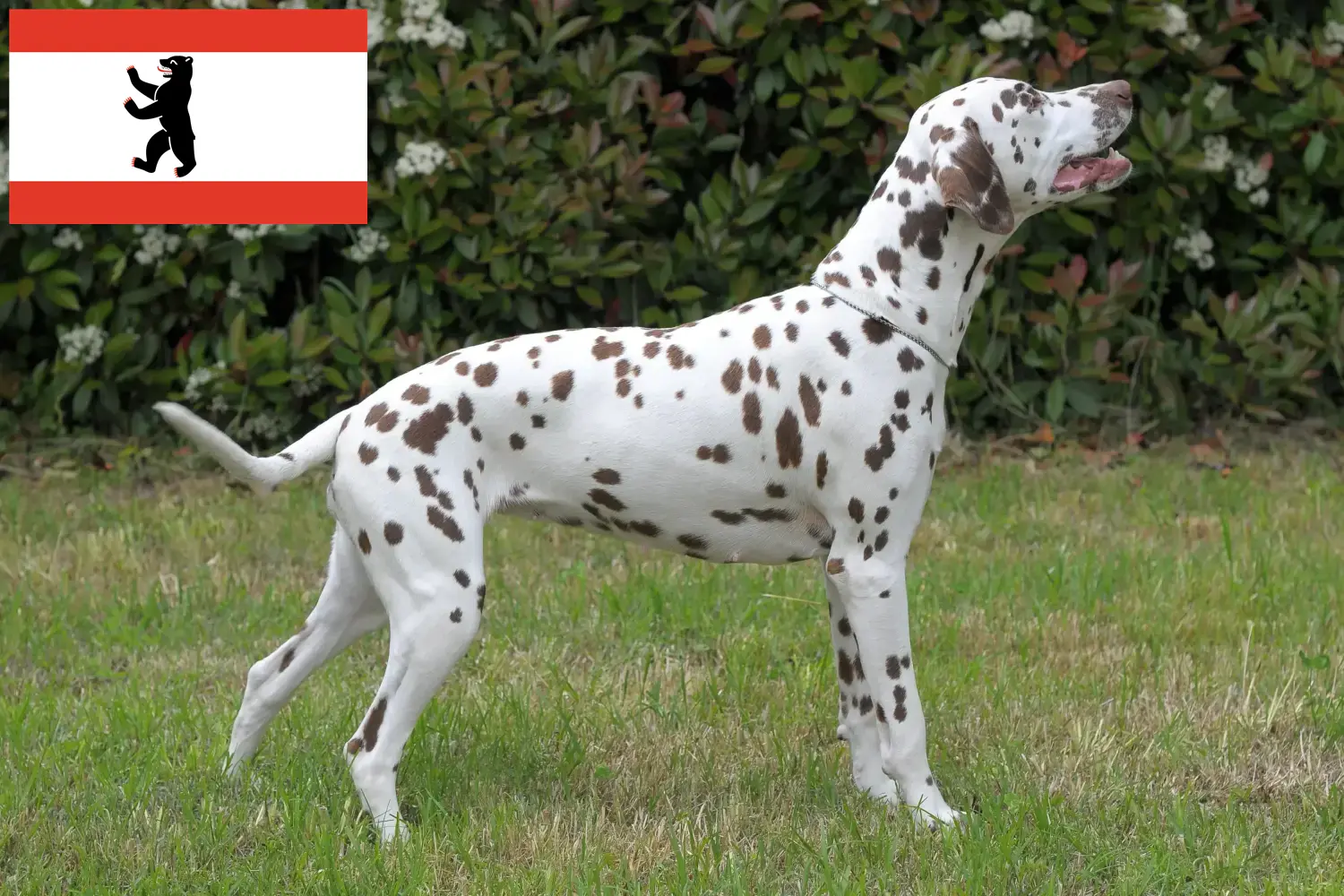 Dalmatian puppies and breeders Berlin Find Dalmatian breeders in Berlin here.
