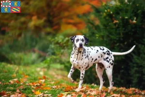 Read more about the article Dalmatian breeders and puppies in Bourgogne-Franche-Comté
