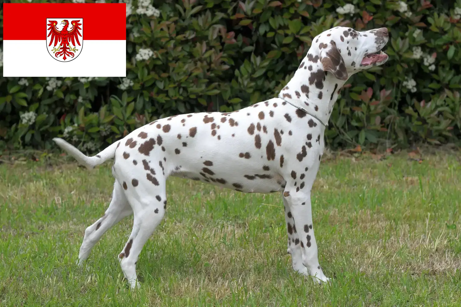 Dalmatian puppies and breeders Brandenburg Here you can find Dalmatian breeders in Brandenburg.