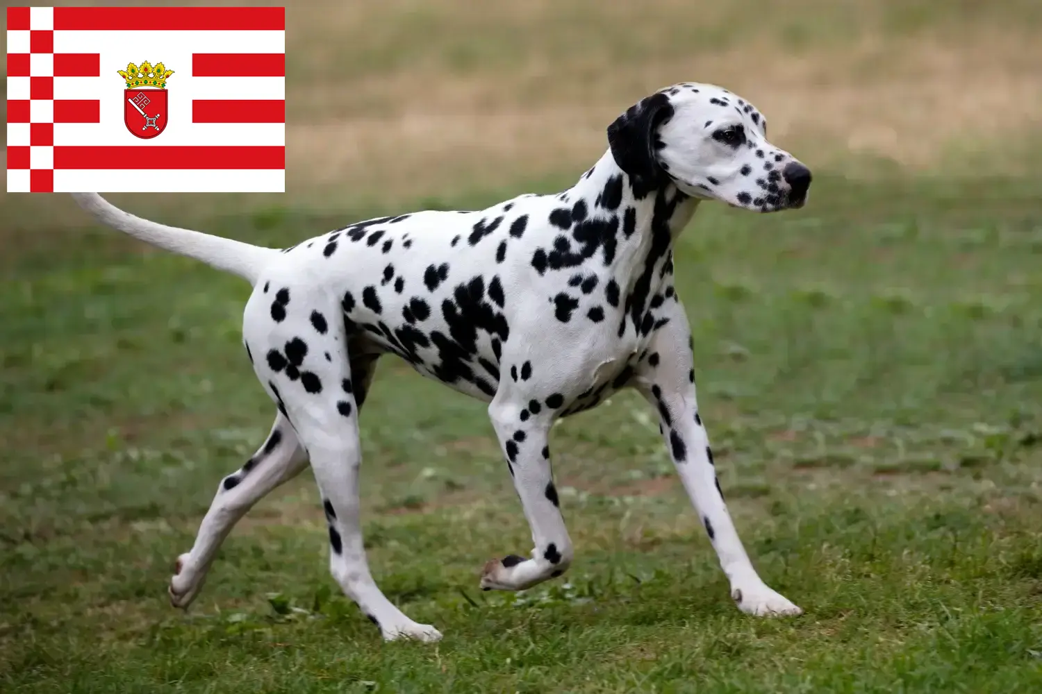 Dalmatian puppies and breeders Bremen Find Dalmatian breeders in Bremen here.