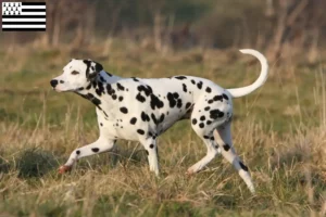Read more about the article Dalmatian breeders and puppies in Brittany