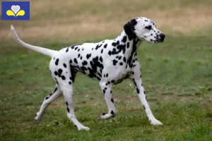 Read more about the article Dalmatian breeders and puppies in the Brussels-Capital Region