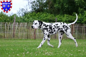 Read more about the article Dalmatian breeders and puppies in Centre-Val de Loire