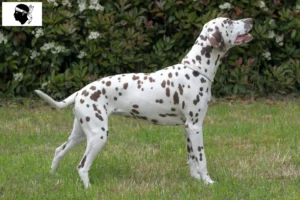 Read more about the article Dalmatian breeders and puppies in Corsica
