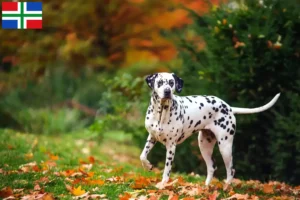 Read more about the article Dalmatian breeders and puppies in Groningen