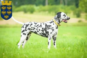 Read more about the article Dalmatian breeders and puppies in Lower Austria