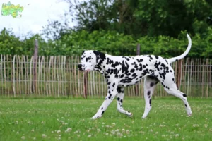 Read more about the article Dalmatian breeders and puppies in Midtjylland