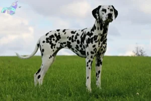 Read more about the article Dalmatian breeders and puppies in Nordjylland