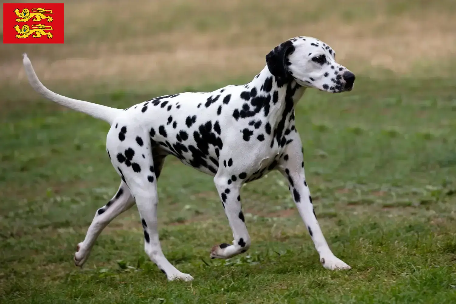 Dalmatian puppies and breeder Normandy Find Dalmatian breeders in Normandy here.