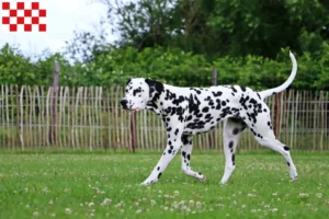 Read more about the article Dalmatian breeders and puppies in North Brabant
