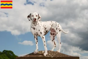 Read more about the article Dalmatian breeders and puppies in Overijssel