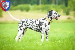 Read more about the article Dalmatian breeders and puppies in Pays de la Loire