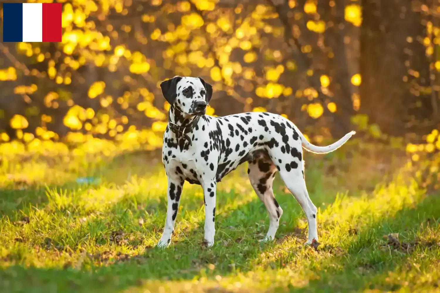 Dalmatian puppies and breeders Réunion Find Dalmatian breeders auf Réunion here.