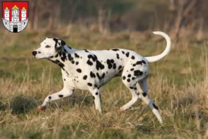 Read more about the article Dalmatian breeders and puppies in Salzburg